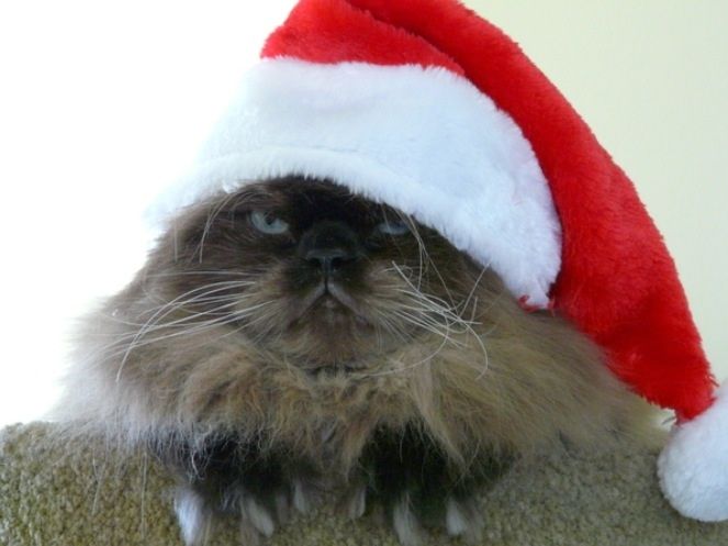 Merry Fuckin' Christmas, from this cat. 